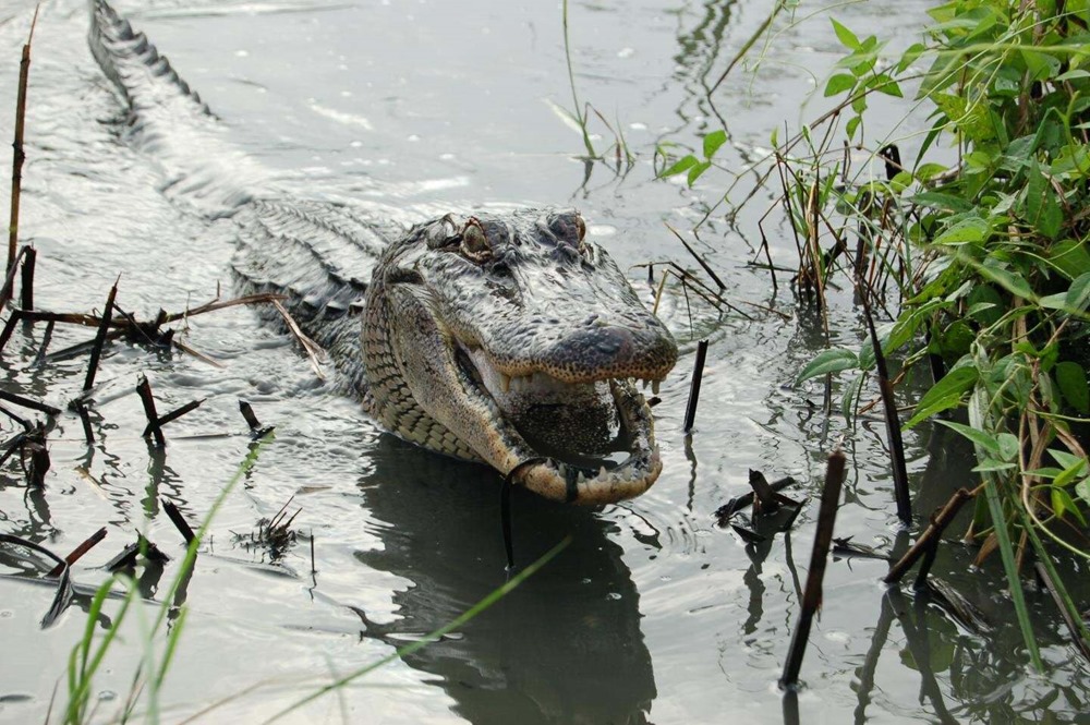 Alligator mississippiensis 1 20