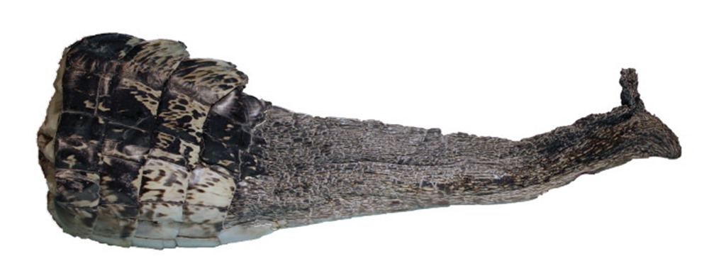 Alligator reg 2 20