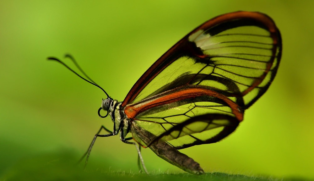 Lepidoptera-1 20