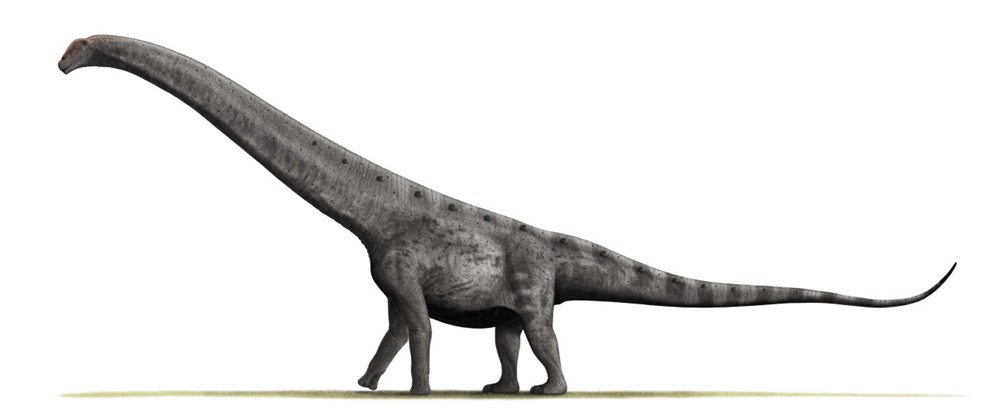 Argentinosaurus_1 21