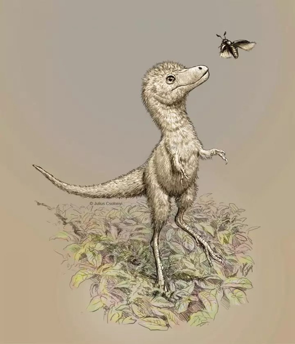 Daspletosaurus tyrannosaurus 1 21