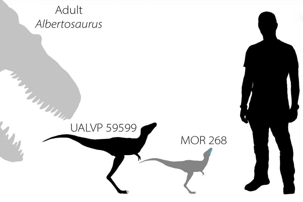 Daspletosaurus tyrannosaurus comparaison 1 21