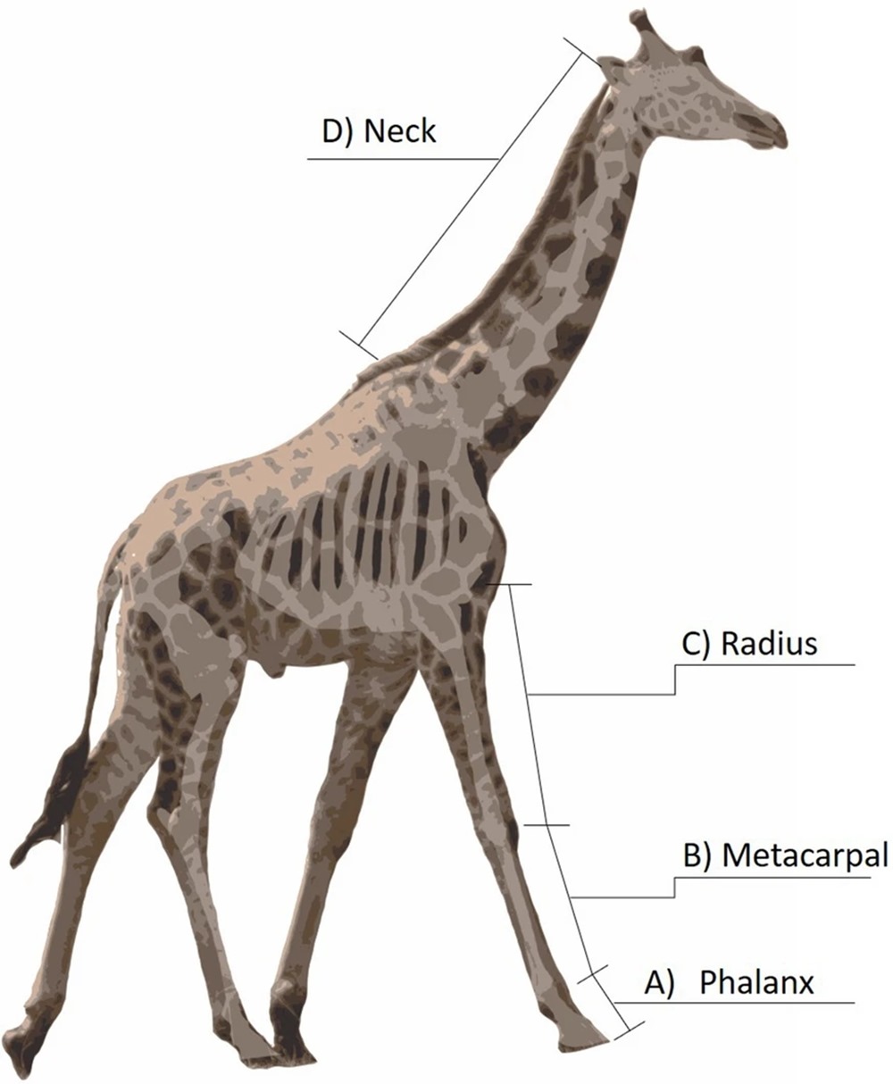 Girafe nanisme 1 21