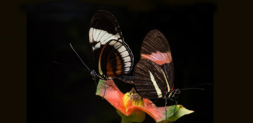 Papillon Heliconius melpomene 1 21
