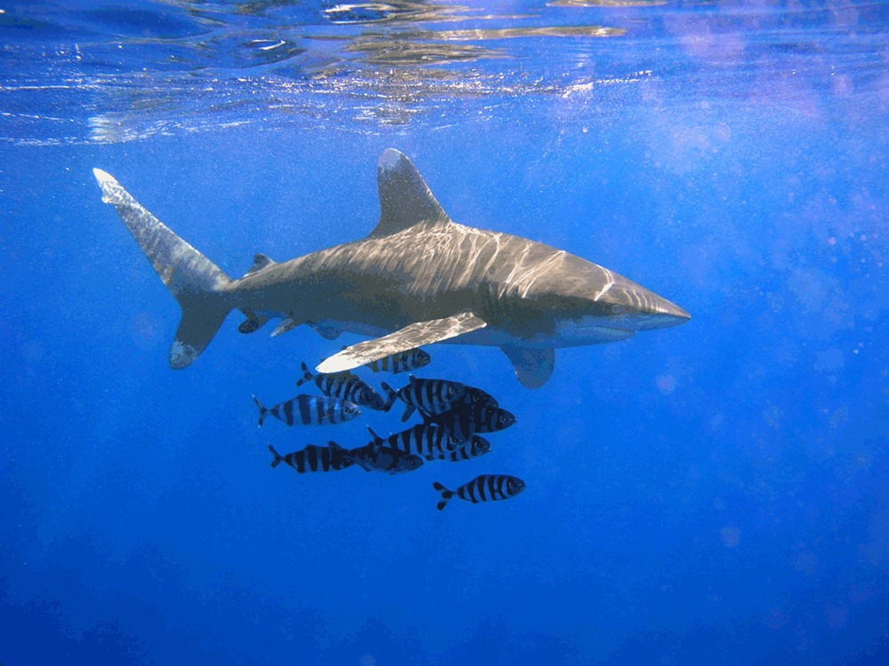 Requin longimane 1 21