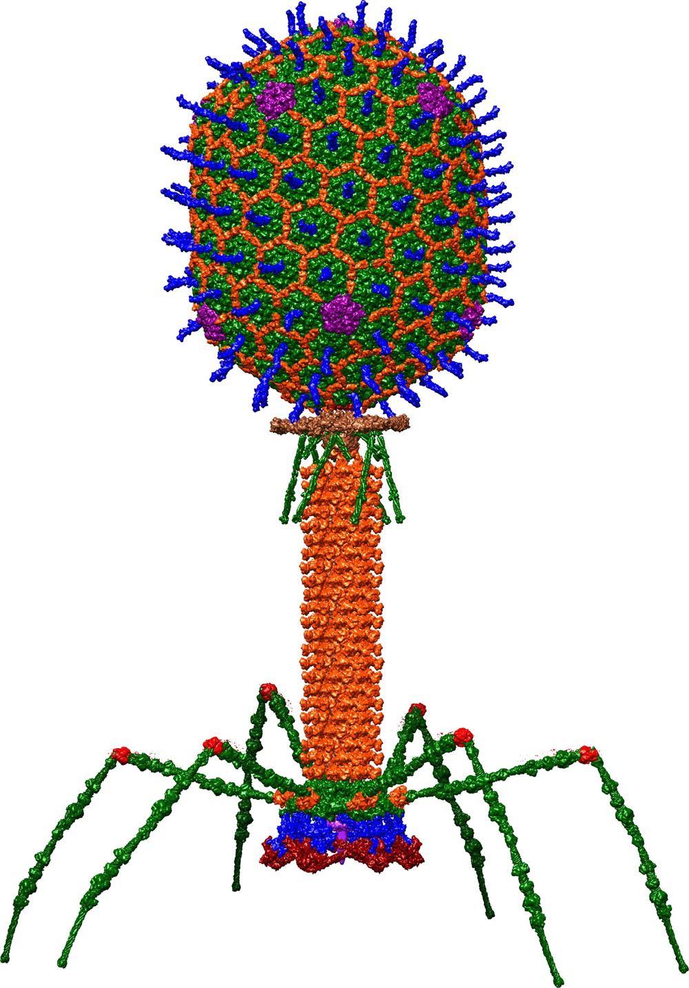 T4_Bacteriophage