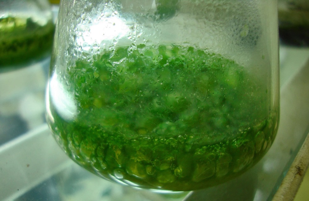 Culture Algues cyanobactérie