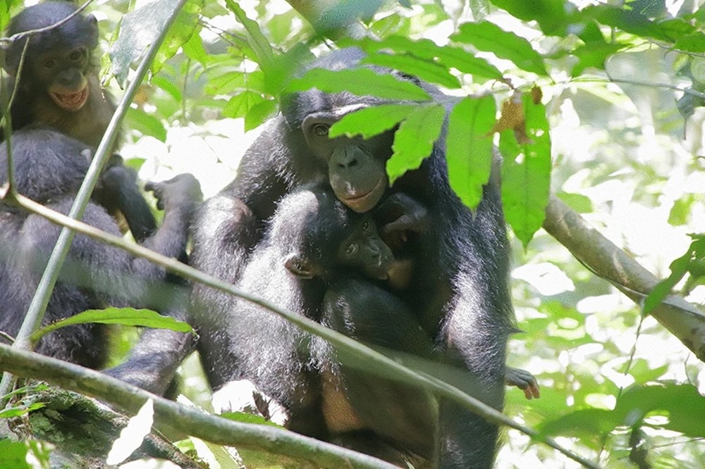 Bonobo Adoption 1 21