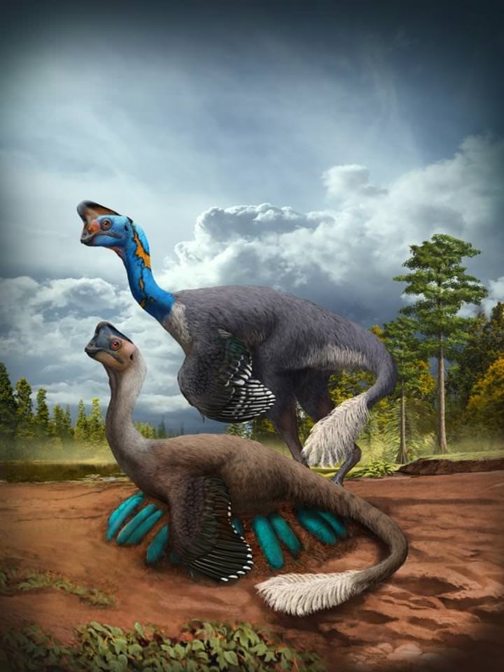 Couvée fossile théropode oviraptoridé 1 21
