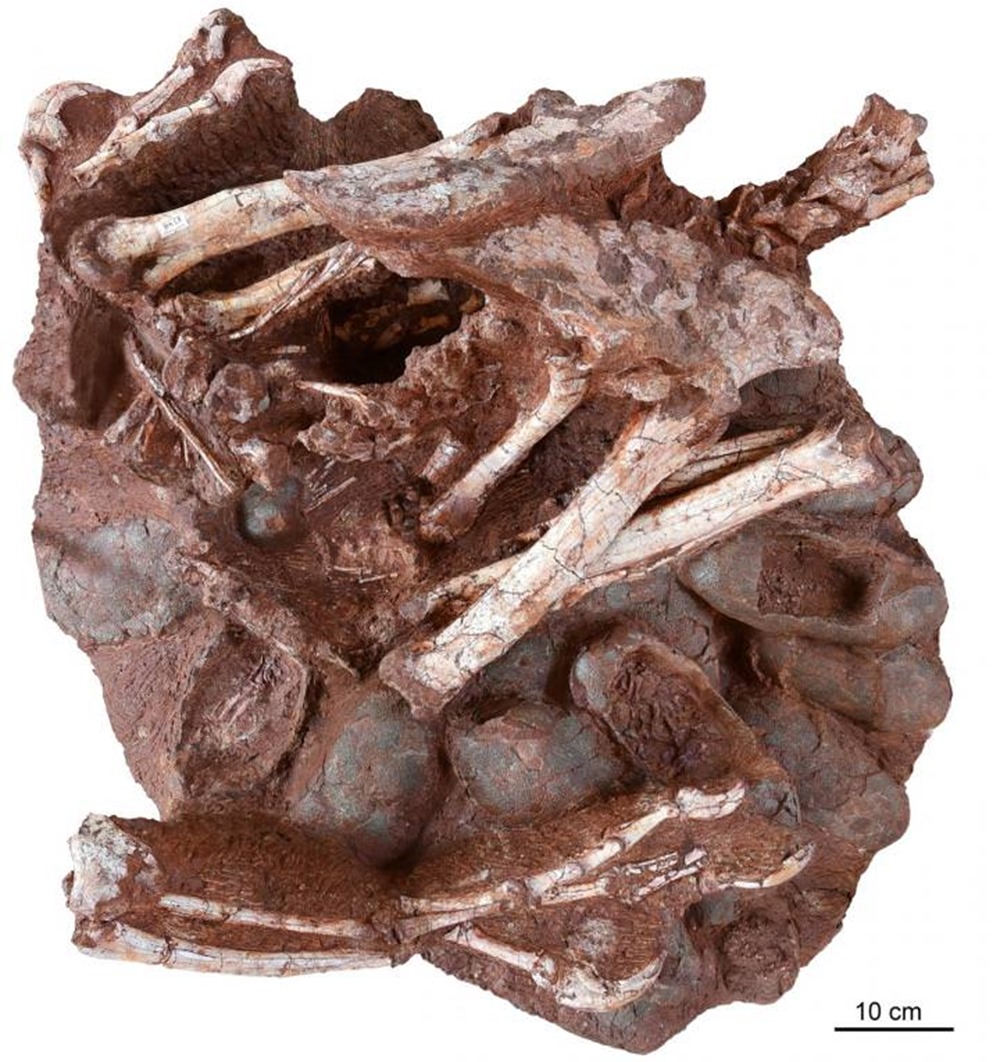 Couvée fossile théropode oviraptoridé 2 21