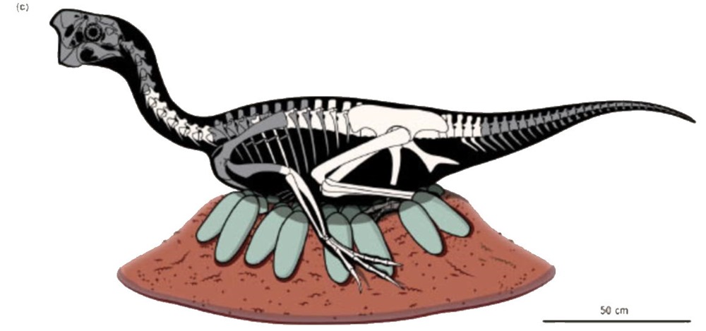 Couvée fossile théropode oviraptoridé 3 21