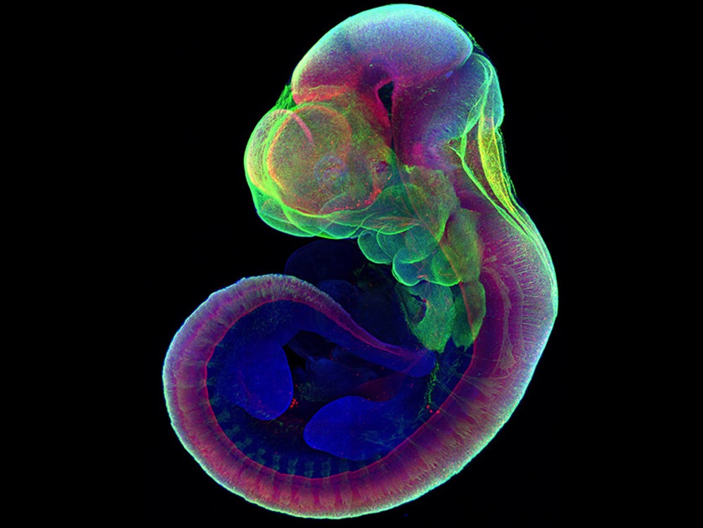 Embryon souris Utérus artif 1 21