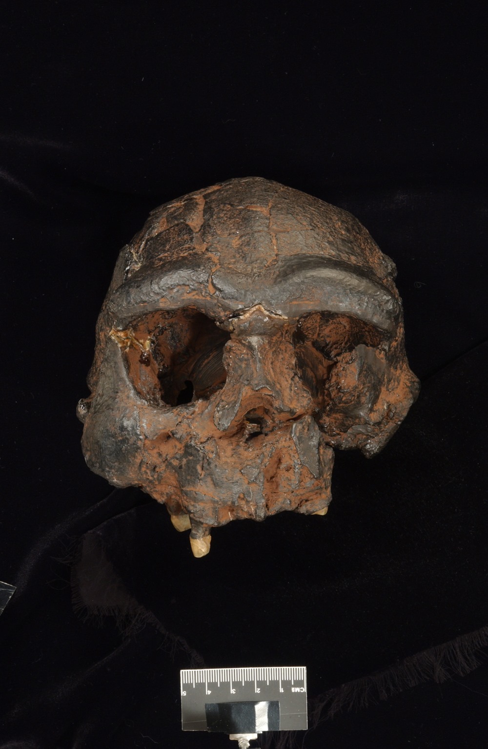 Homo-erectus Java 1 21