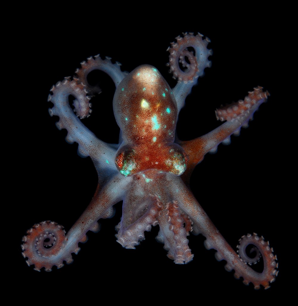 Octopus bocki 1 21