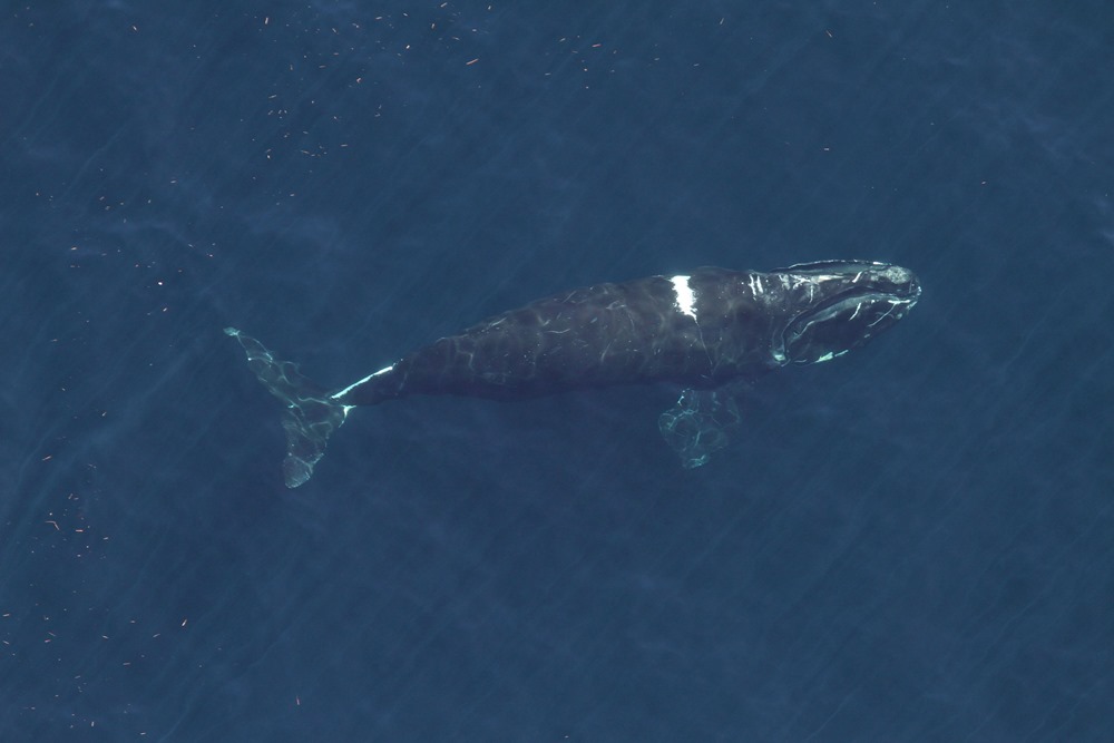 baleines franches Atlantique nord 1 21