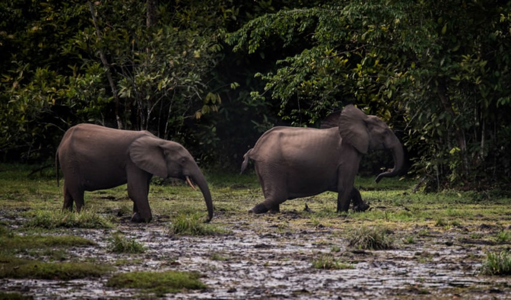liste rouge-éléphants de forêt Afrique 1 21