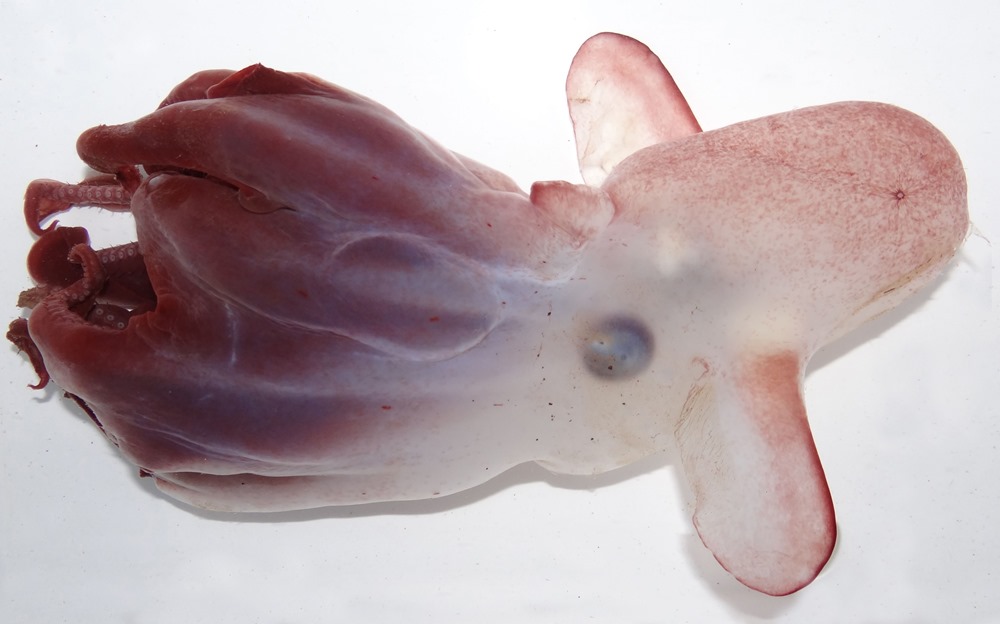 Grimpoteuthis imperator 1 21