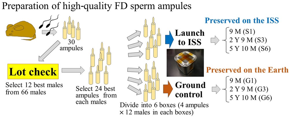 Spermatozoides Espace ISS souris 1 21
