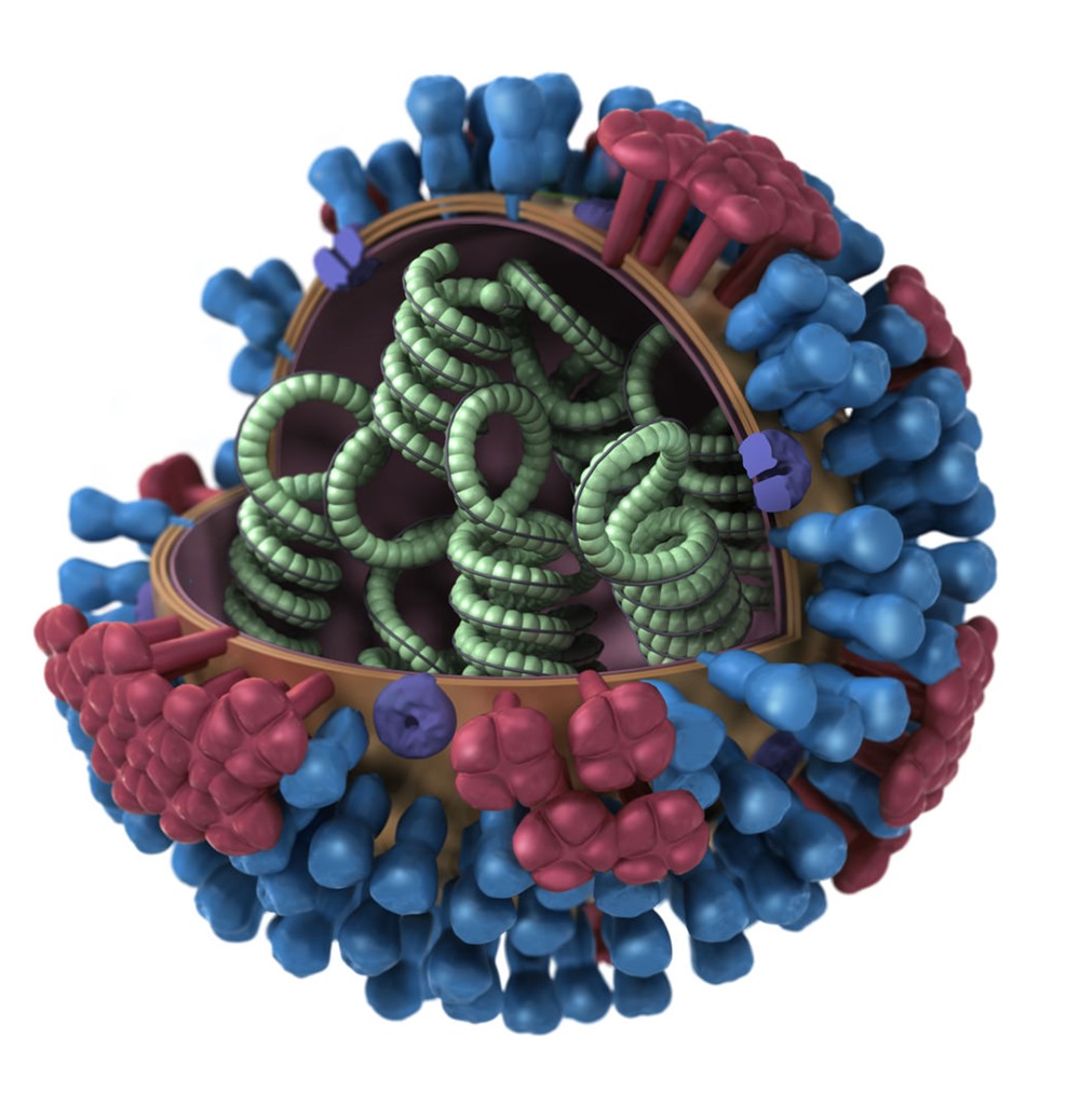 Virus grippe 1 21