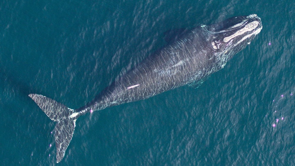 baleine franche de Atlantique nord 1 21