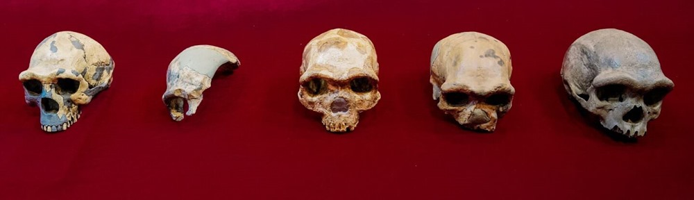 crâne de Harbin comparaison 1 21
