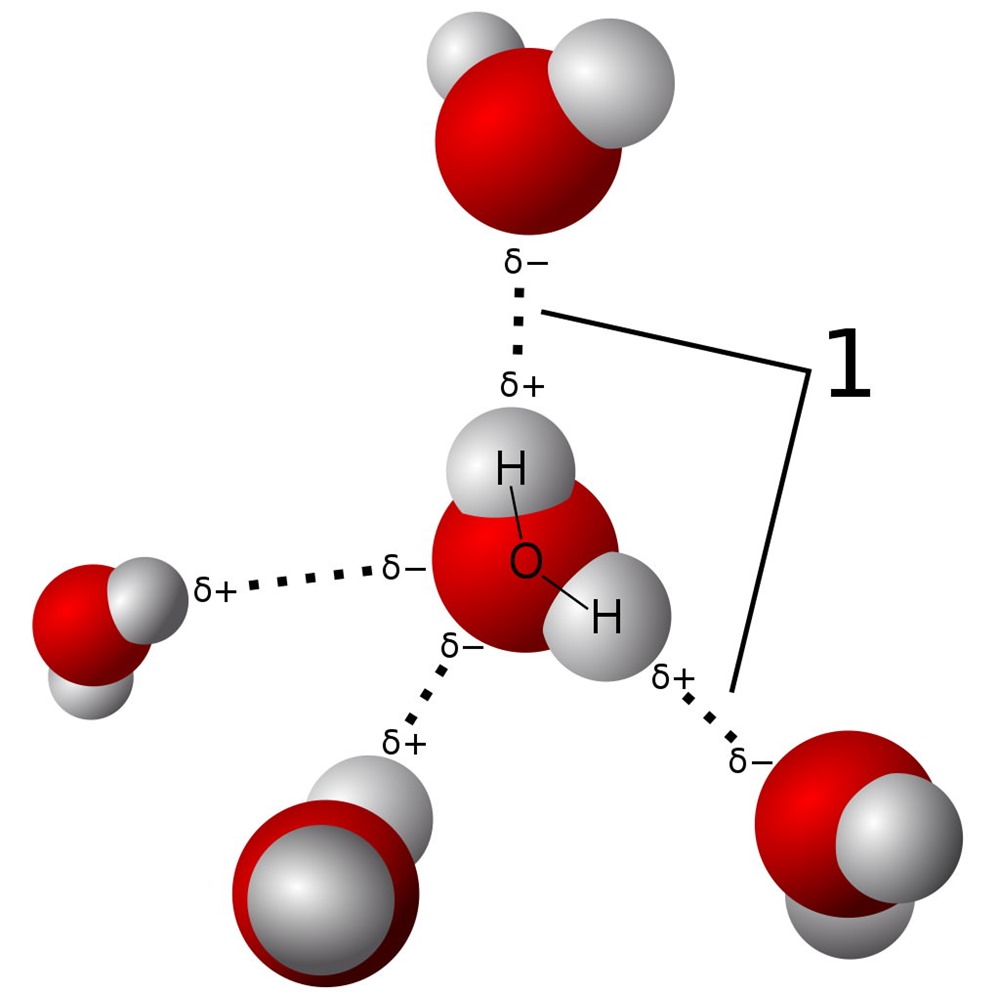 3D_model_hydrogen_bonds_in_water