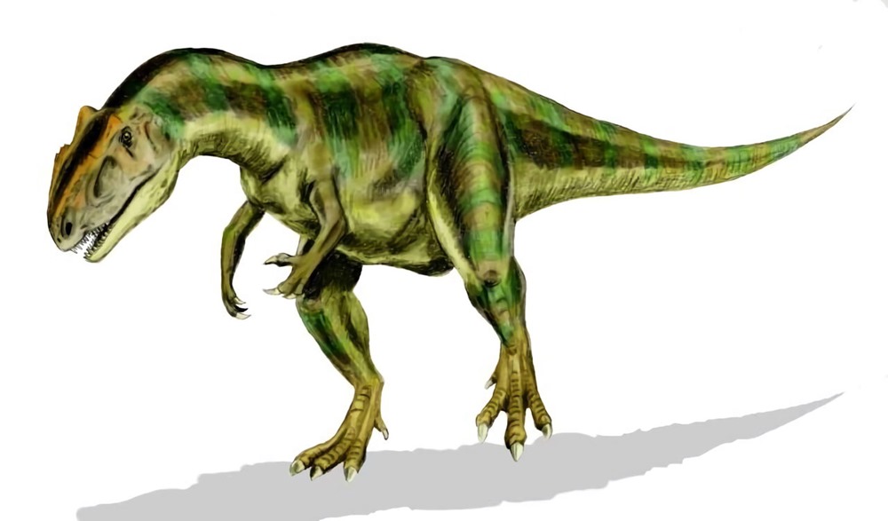 Allosaurus charognard 1 21
