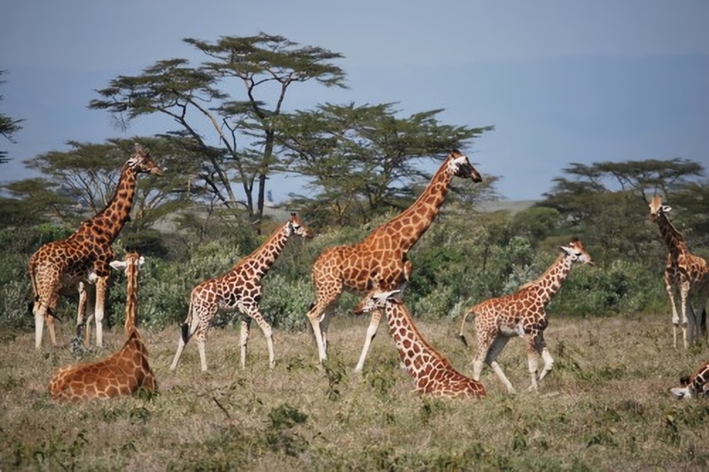 Girafes sociabilité 2 21