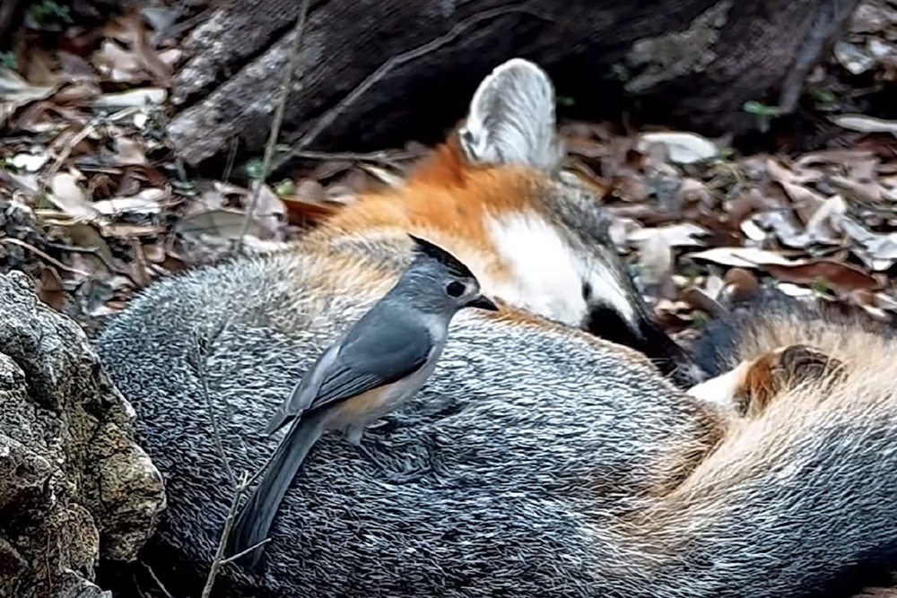 fox-titmouse