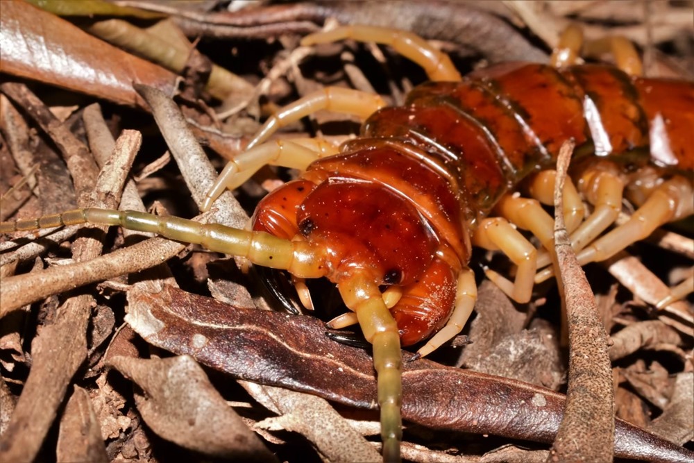 Phillip Island Centipede 1 21