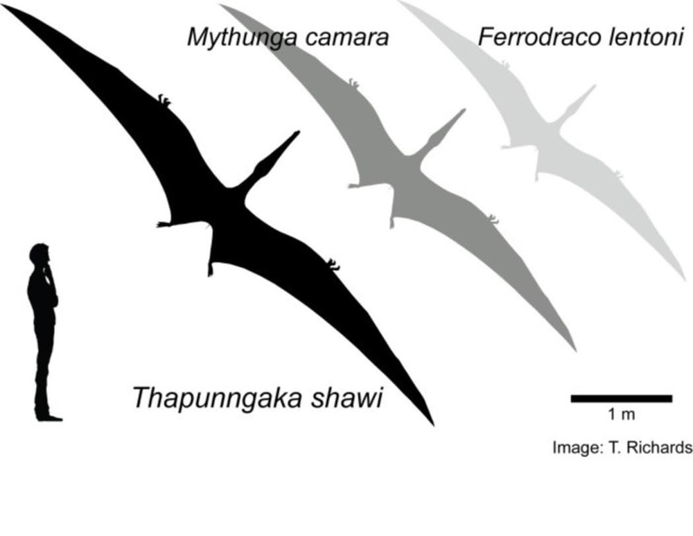 Ptérosaure Thapunngaka shawi 2 21