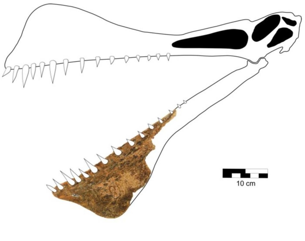 Ptérosaure Thapunngaka shawi 3 21