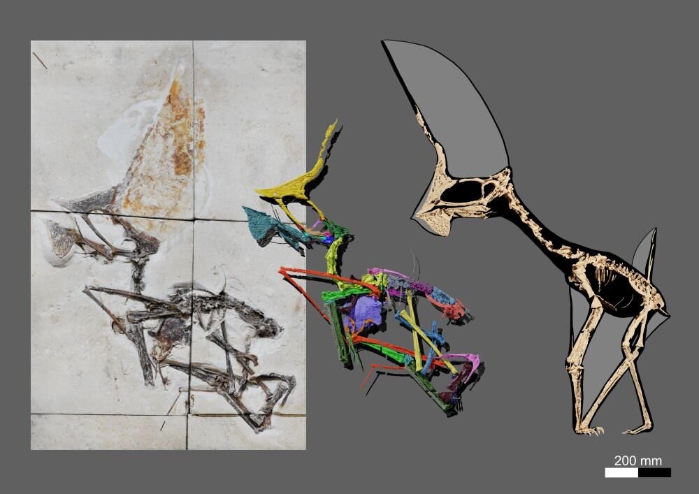 Tupandactylus navigans fossile brésil 1 21
