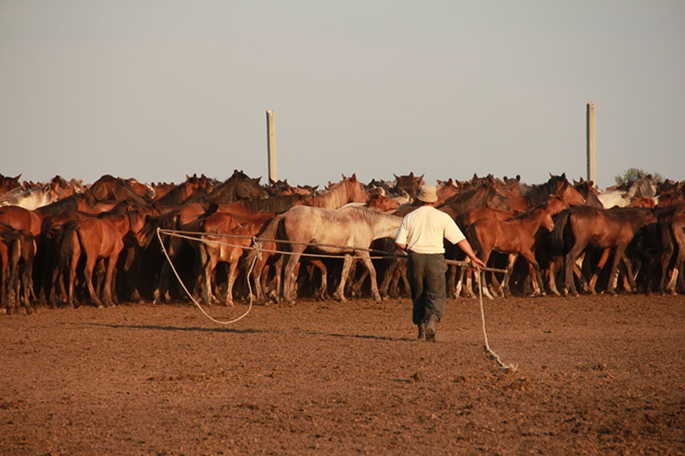 Éleveur kazakh attrapant des chevaux, dans le centre-nord du Kazakhstan