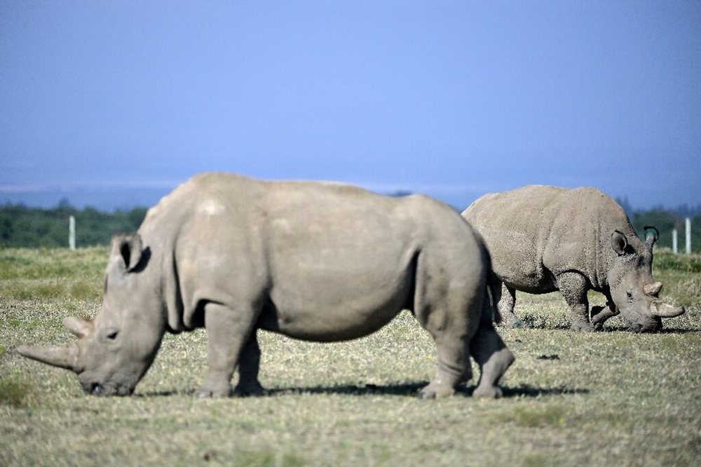 Rhinoceros - najin 1 21