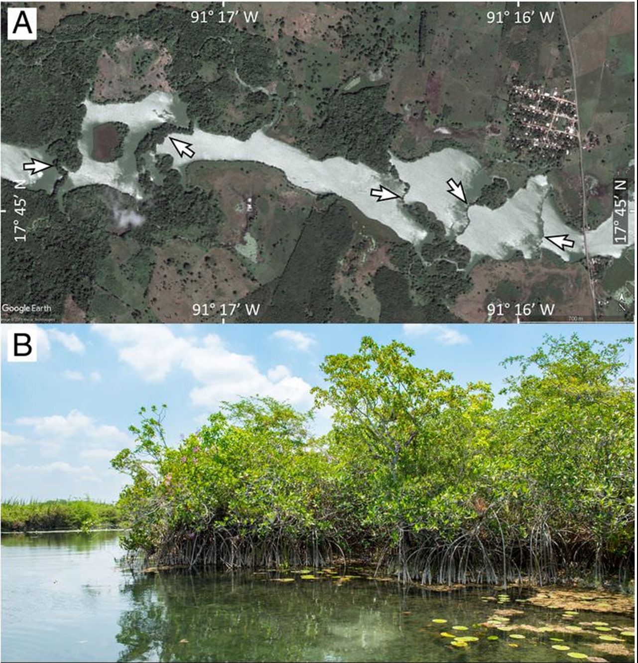 palétuvier rouges mangrove 1 21