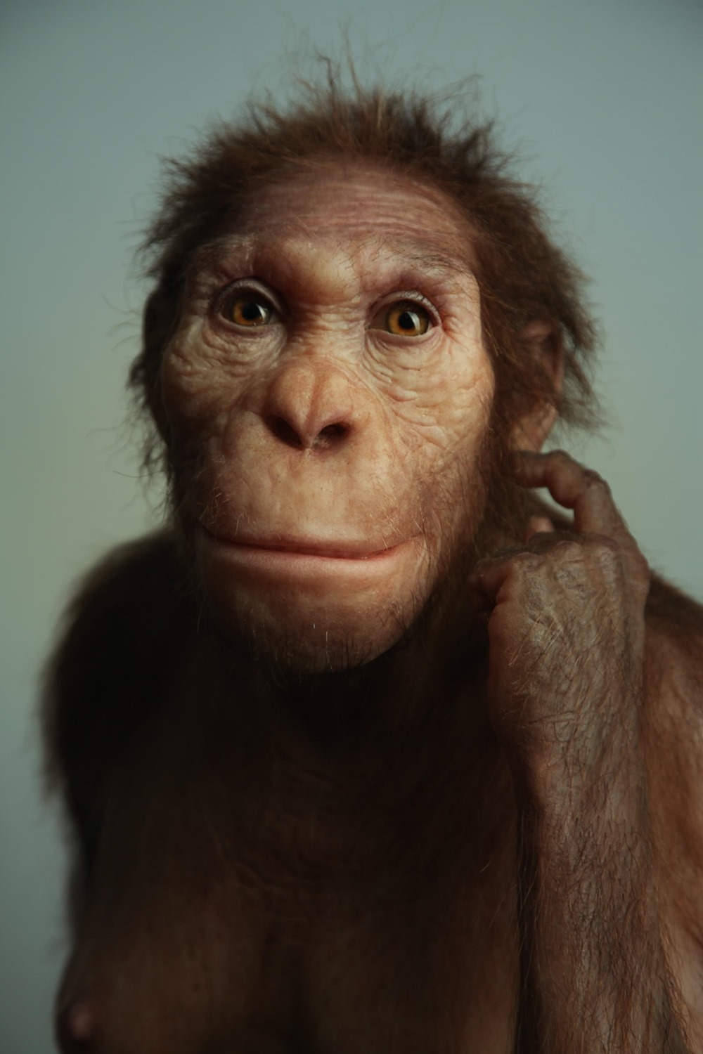 Australopithecus sediba 1 21