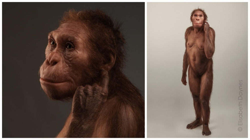 Australopithecus sediba 3 21