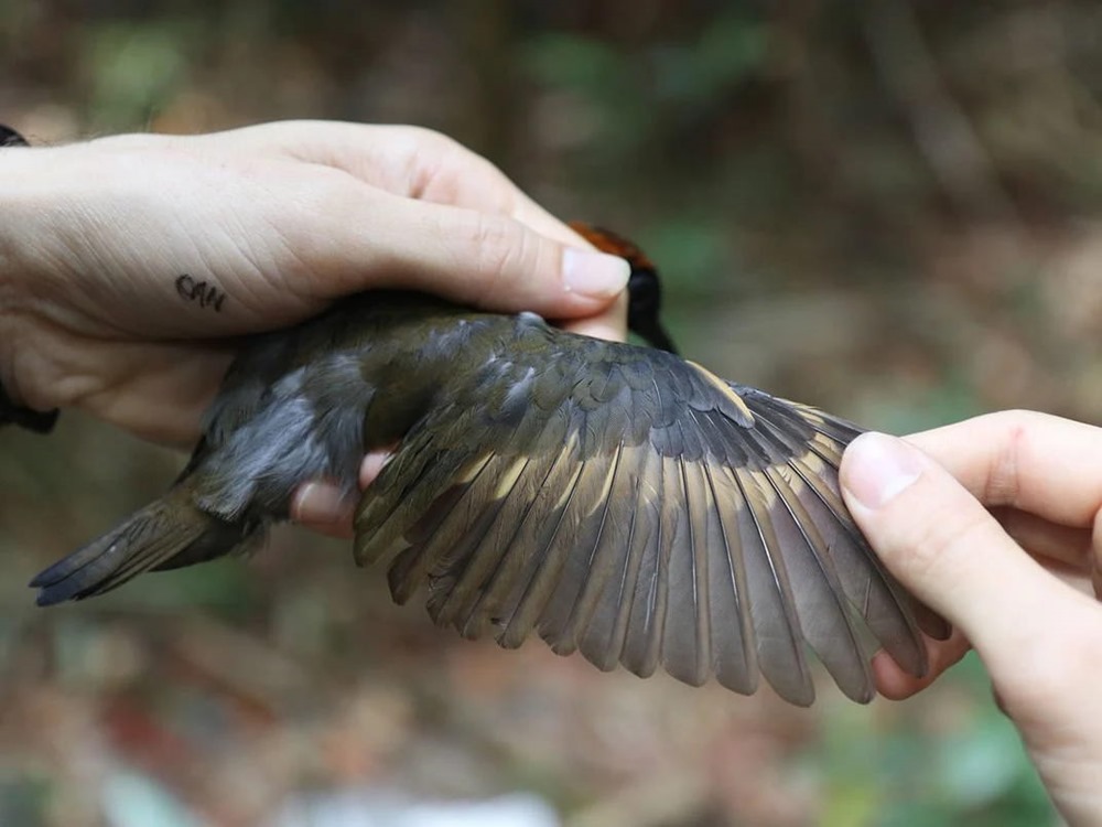 Climat morphologie oiseaux amazonie 1 21