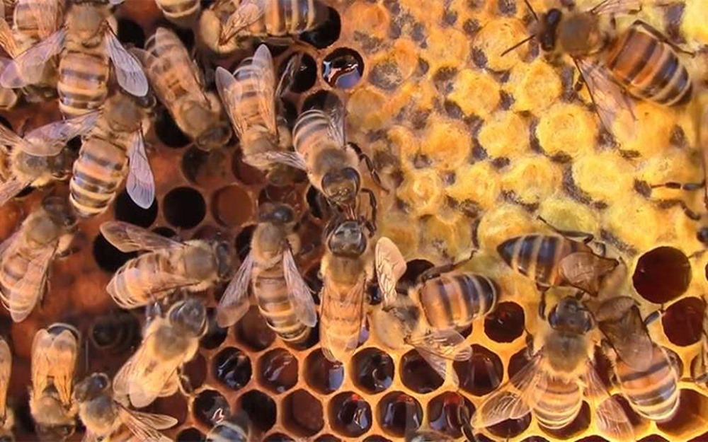 abeilles distanciation sociale 1 21
