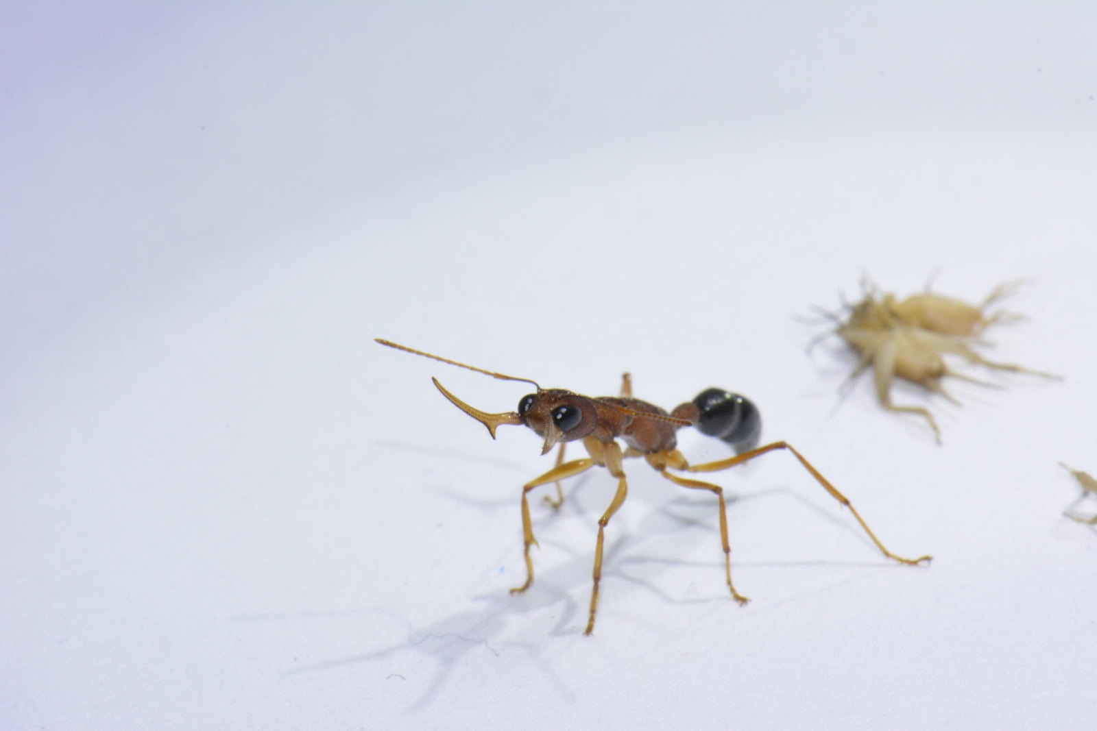 Certaines fourmis ouvrières peuvent modifier leur cerveau pour ...