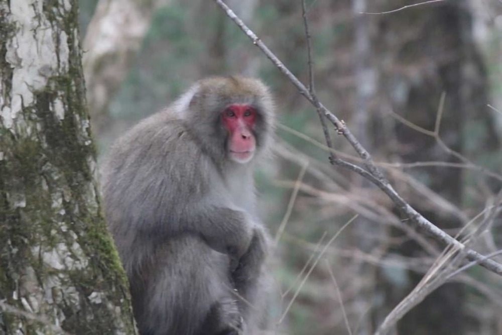 macaque japonai 1 21
