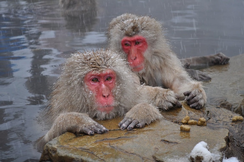 macaques japonais 1 21
