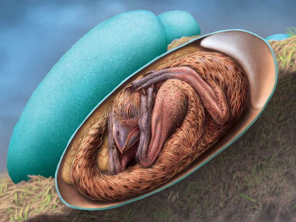 Embryon dinosaure oeuf 1 21