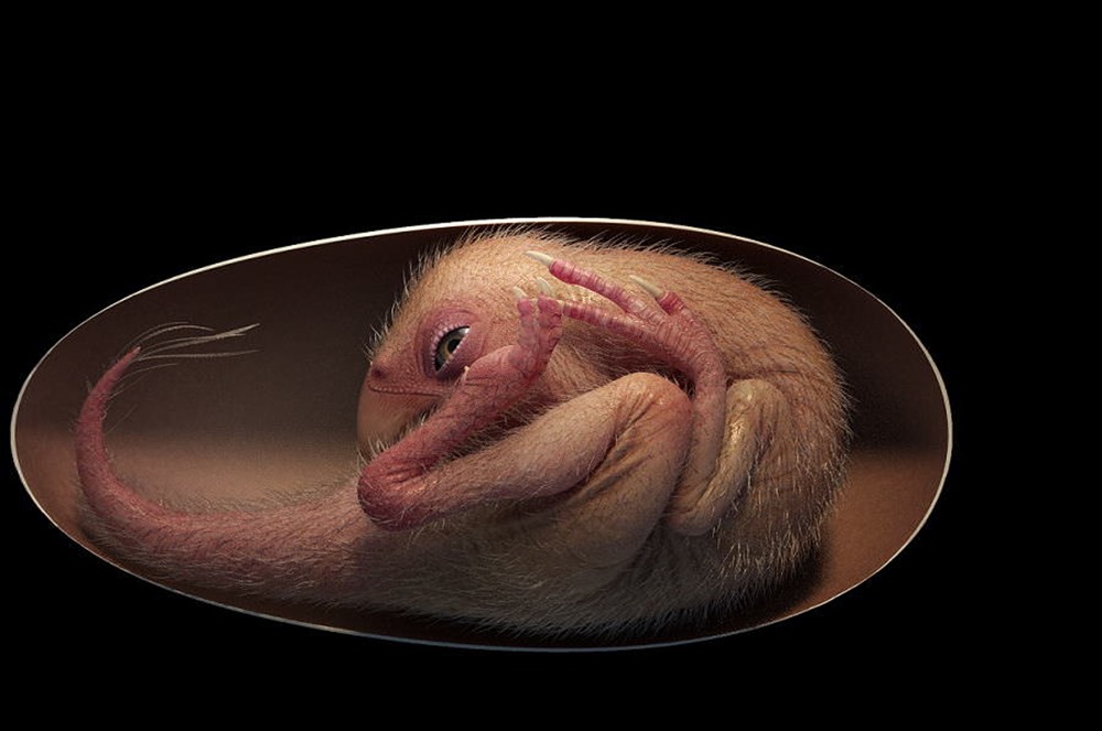 Embryon dinosaure oeuf 2 21