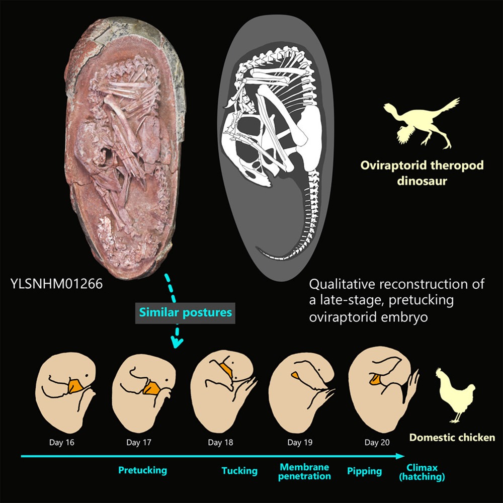 Embryon dinosaure oeuf 5 21