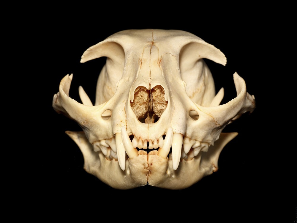 Crâne chat 1 22