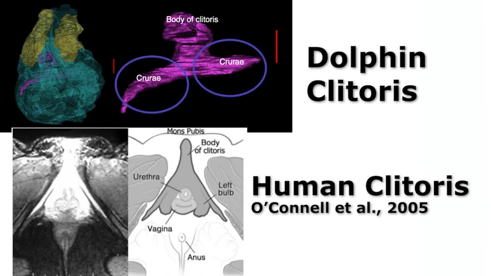 Dauphin clitoris 4 22