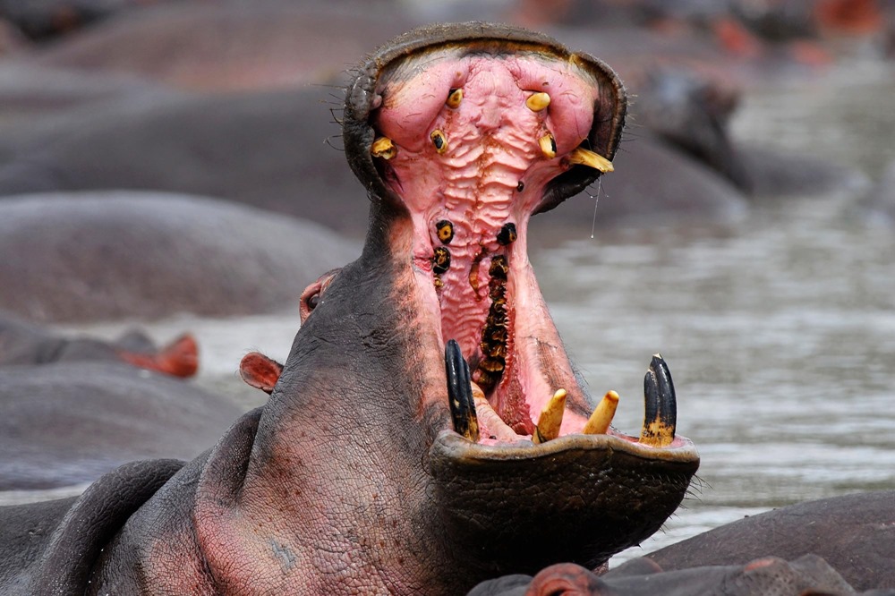 Hippo-Open-Mouth