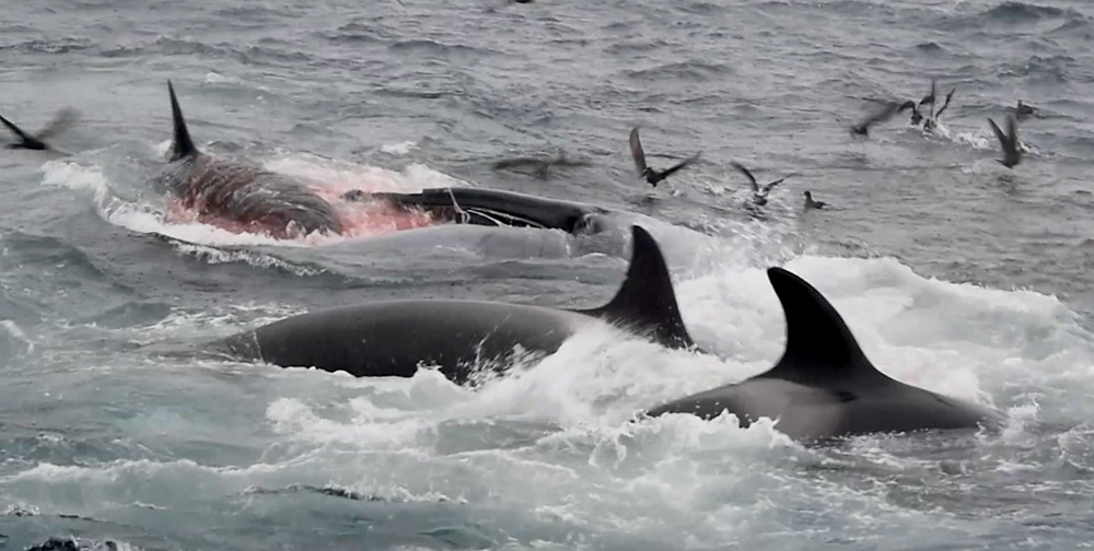 Orque attaque baleine bleue 2 22